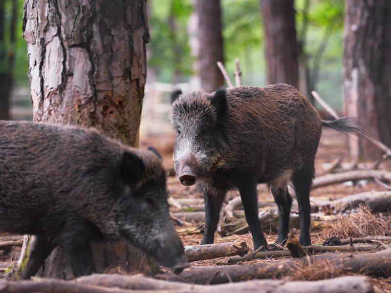 Wild boars in the forest