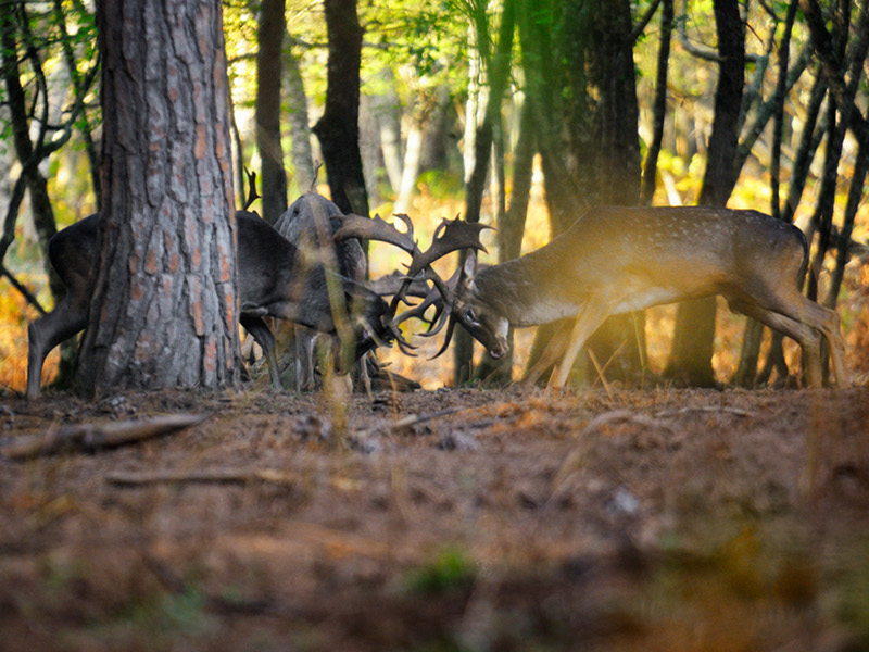 Fallow deers in the forest