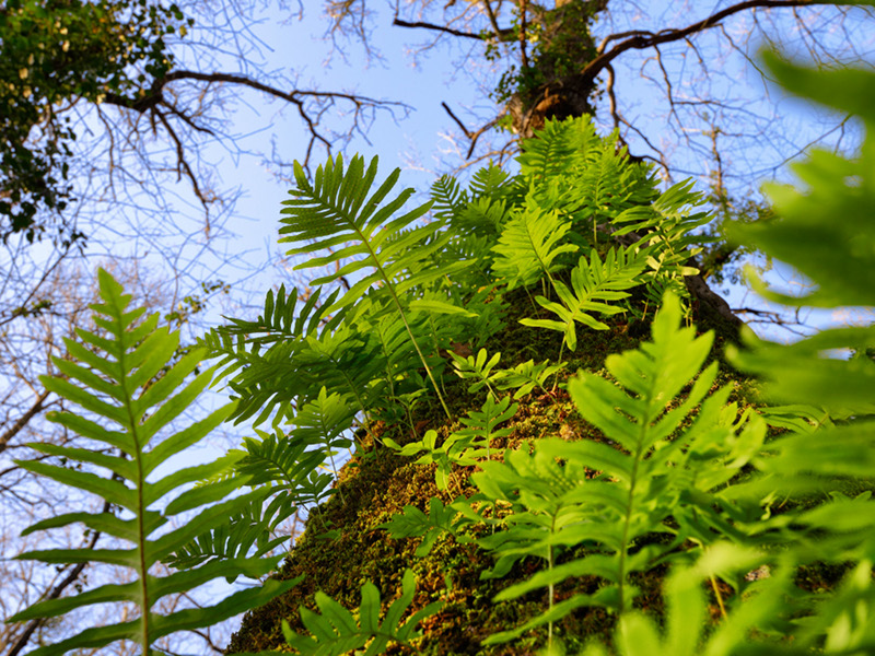 Particular ferns that grow on trees