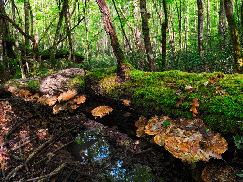 Lignicolous mushrooms on an old fallen tree