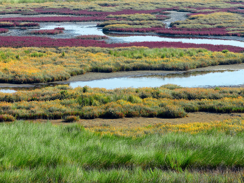 Wetland between the coastal lakes and dune