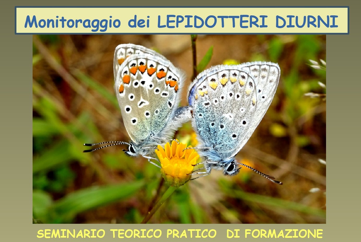 seminario lepidotteri diurni